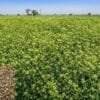 Celery Farming