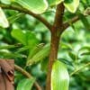 Cinnamon Farming