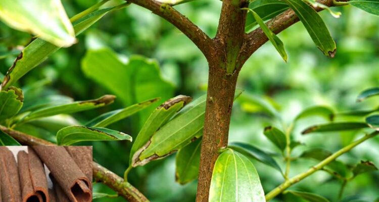 Cinnamon Farming