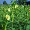 Ladyfinger Farming