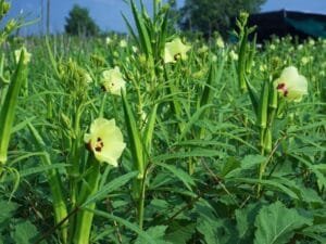 Ladyfinger Farming