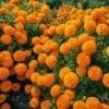 Marigold Farming
