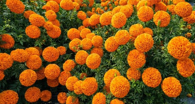 Marigold Farming