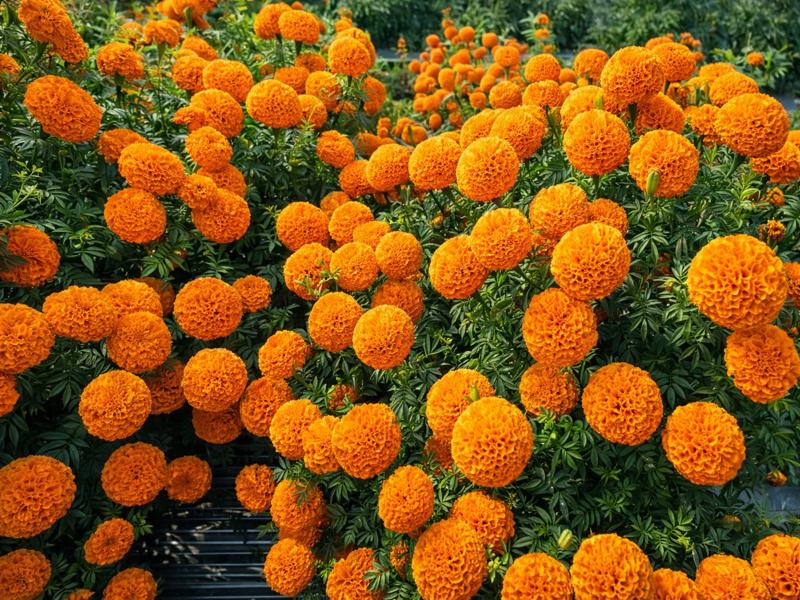 Marigold Farming