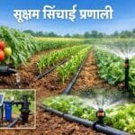 Sukshma Sinchai Pranali drip aur sprinkler irrigation system in farm