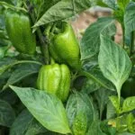 शिमला मिर्च की खेती