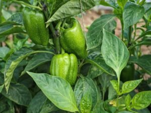 शिमला मिर्च की खेती