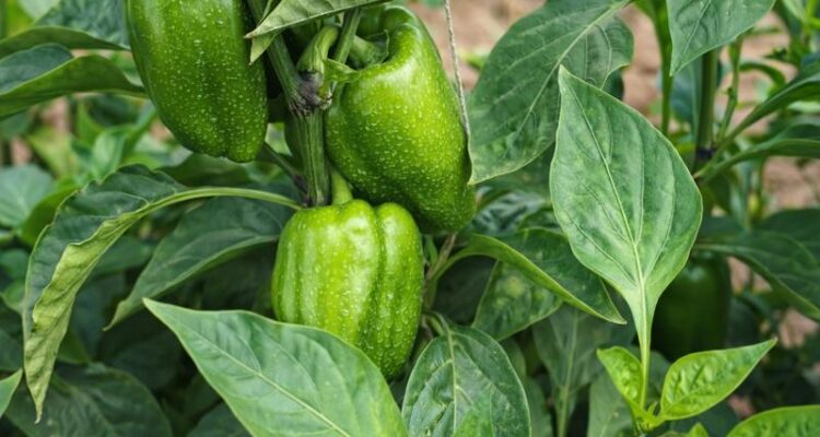 शिमला मिर्च की खेती