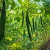 Sponge Gourd Farming