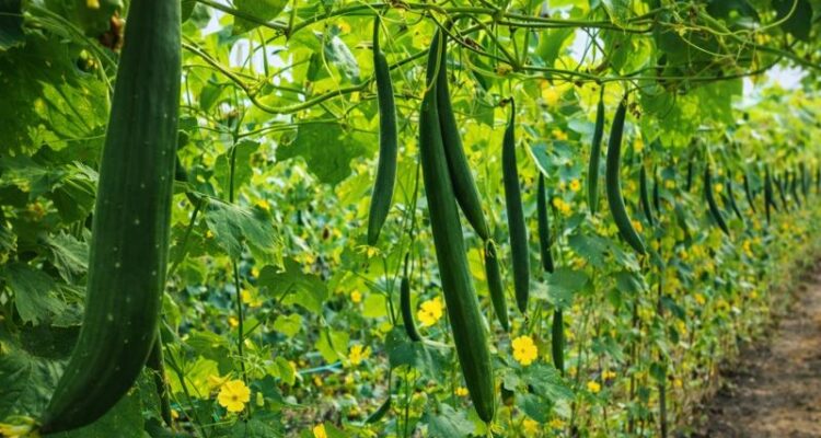 Sponge Gourd Farming