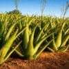 Aloe Vera Farming