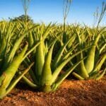 Aloe Vera Ki Kheti