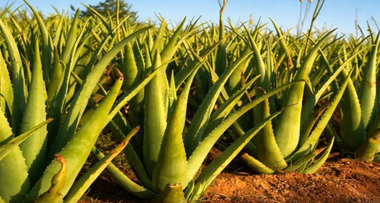 Aloe Vera Ki Kheti