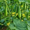 Cucumber Farming