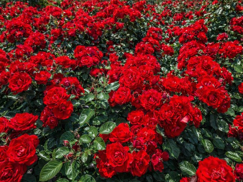 गुलाब की खेती