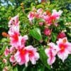 Hibiscus Farming