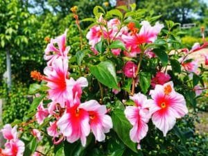 Hibiscus Farming