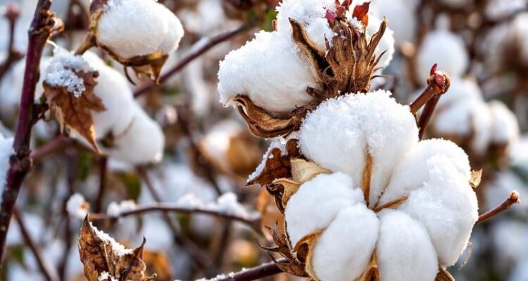 Kapas Ki Kheti Ke Liye Kaun Si Mitti Upyukt Hai