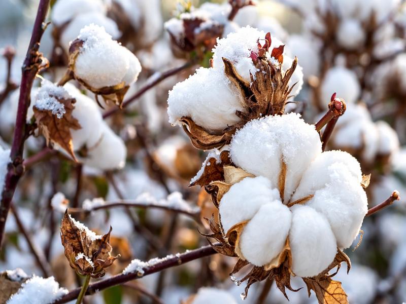 Kapas Ki Kheti Ke Liye Kaun Si Mitti Upyukt Hai