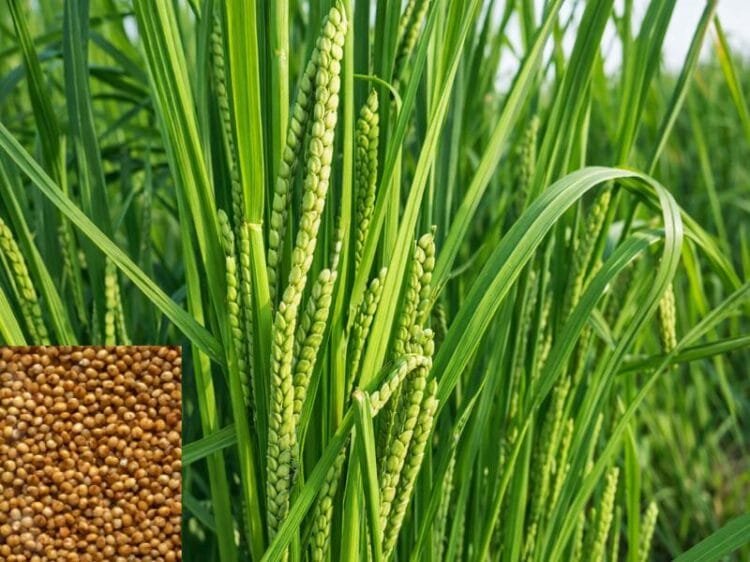 Kodo Farming