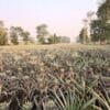 Pineapple Farming in India