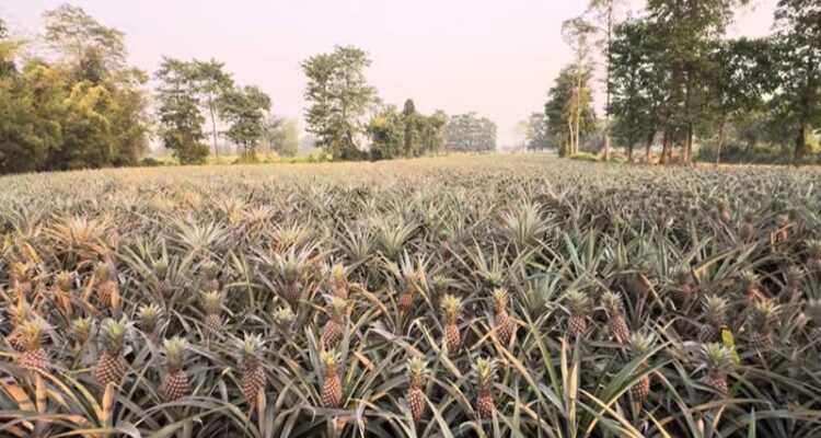 Pineapple Farming in India