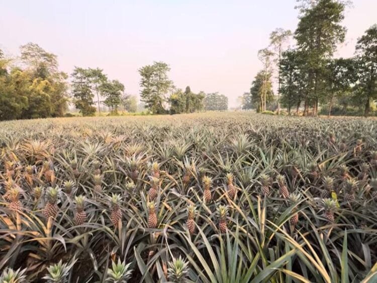Pineapple Farming in India