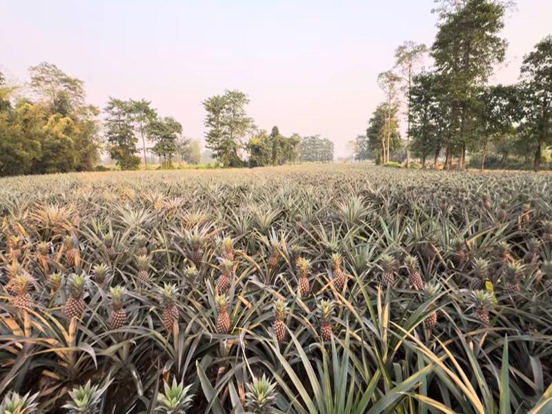 Pineapple Farming in India