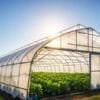 Polyhouse Farming