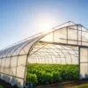 Polyhouse Farming
