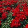 Rose Farming