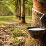 rubber kis prakar ki krishi upaj hai