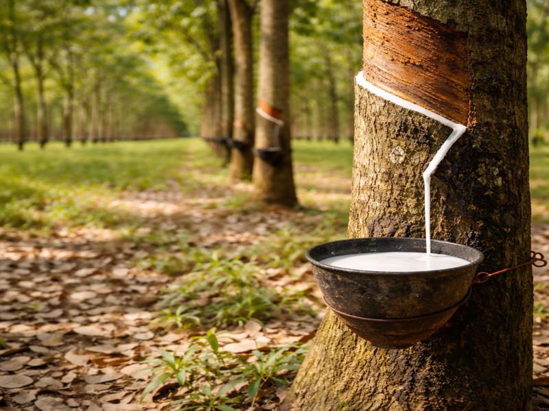 rubber kis prakar ki krishi upaj hai