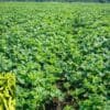 Snake Cucumber Farming