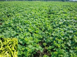Snake Cucumber Farming