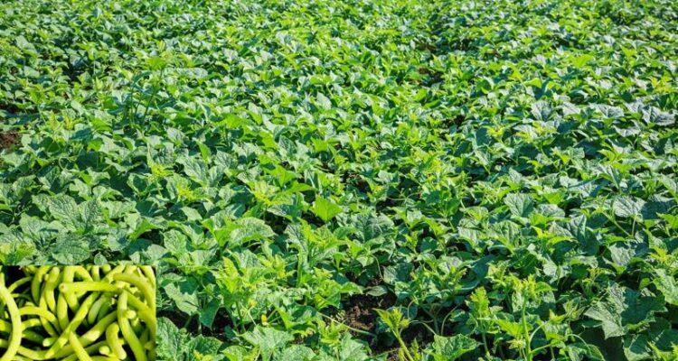 Snake Cucumber Farming