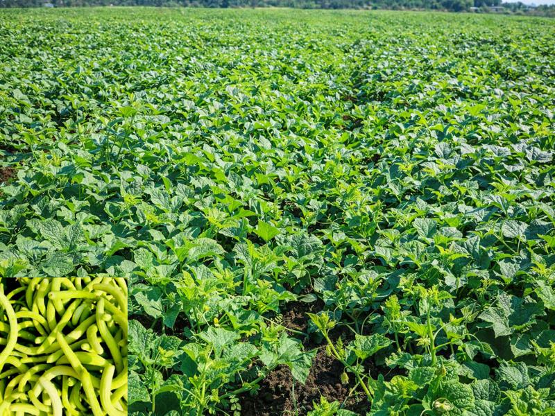 Snake Cucumber Farming