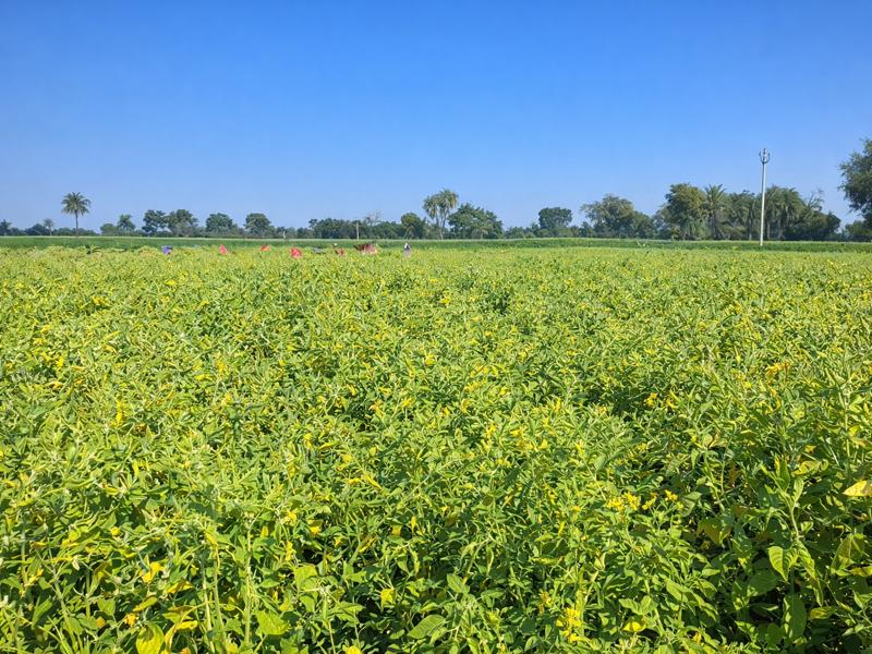 Ashwagandha ki Kheti