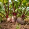 BeetRoot Farming