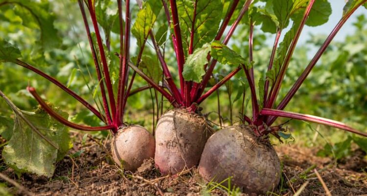 BeetRoot Farming