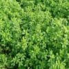 Berseem Fodder