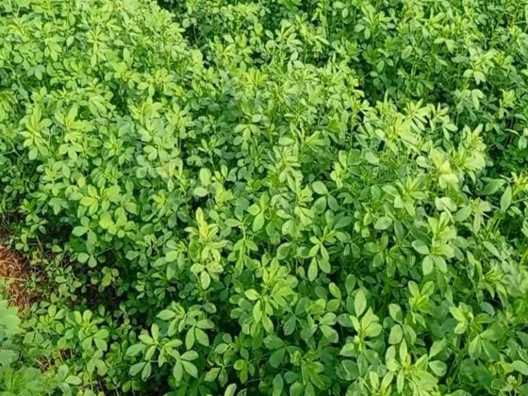 Fodder Farming