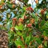 Clove Farming