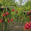 dragon fruit farming