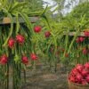 dragon fruit farming