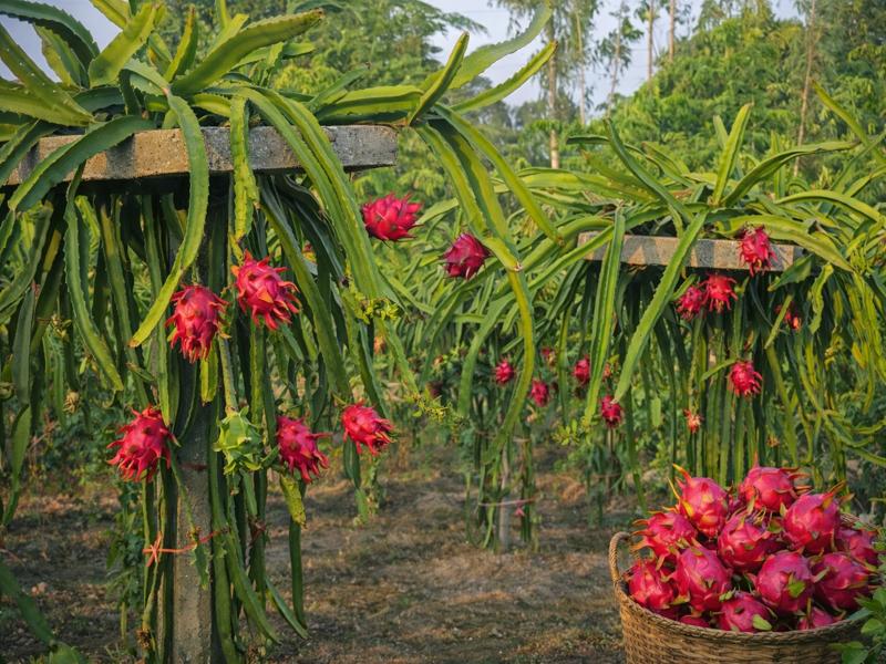 dragon fruit farming