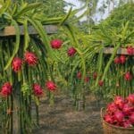 dragon fruit ki kheti kaise kare step by step farming guide India
