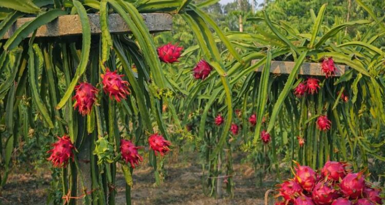 Dragon Fruit Ki Kheti