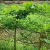 Giloy Farming