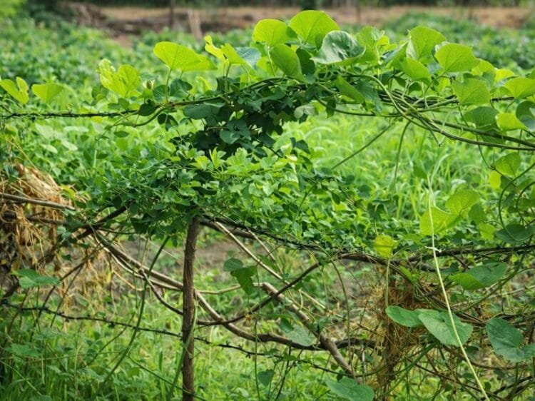 Giloy Farming